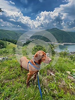 Vizsla Dog on Leash Walking in Mountains