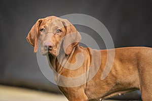 Vizsla dog looking directly at the camera