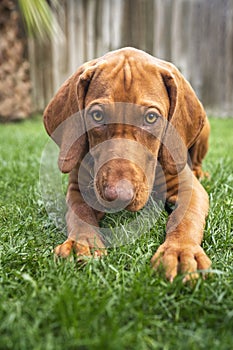 Vizsla dog looking directly at the camera laying in the garden