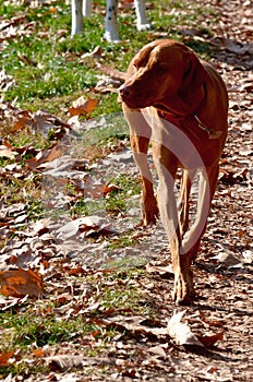 vizsla dog.