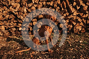 Vizsla Dog Sitting in front of Woodpile in Evening Light