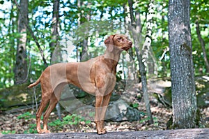 Vizsla Dog Standing on a Log