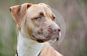 Vizsla Hound Pitbull mixed breed dog