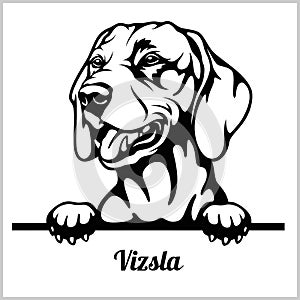 Vizsla - Peeking Dogs - breed face head isolated on white photo