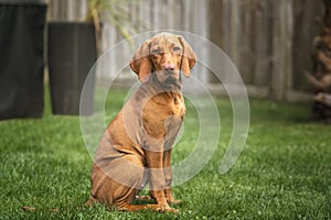 Vizsla puppy dog sitting looking towards the camera in the garden