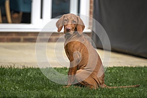 Vizsla puppy dog sitting looking towards the camera in the garden