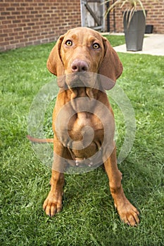 Vizsla puppy dog sitting looking up towards the camera in the garden