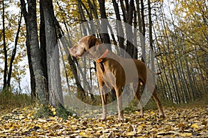 Vizsla standing in forest