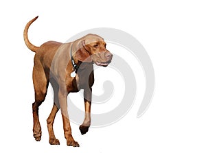 Vizsla, walking forwards. Isolated on white background