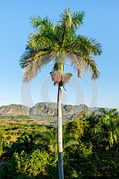 The ViÃÆÃÂ±ales valley in Cuba photo