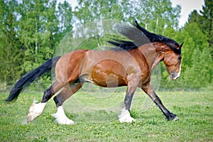 Vladimir draft horse runs gallop on the meadow