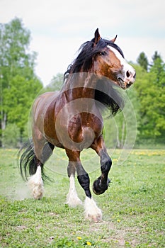 Vladimir draft horse runs gallop on the meadow in summer time