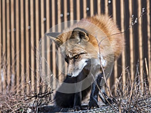 Vladivostok, Russia - November 14, 2021: Sadgorod Zoo, Portrait of one red fox