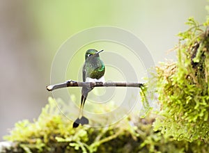 Vlagstaartpluimbroekje, Booted Racket-tail, Ocreatus underwoodii photo