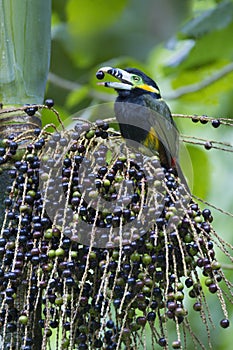 Vleksnavelpepervreter, Spot-billed Toucanet, Selenidera maculirostris