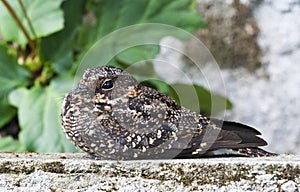 Vleugelbandnachtzwaluw, Band-winged Nightjar, Systellura longirostris