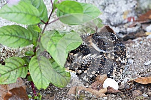 Vleugelbandnachtzwaluw, Band-winged Nightjar, Systellura longirostris