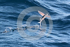 Vliegende vis; Flying fish photo