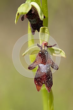 Vliegenorchis, Fly Orchid, Ophrys insectifera