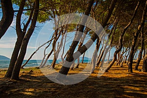 VLORA - VLORE, ALBANIA: Landscape with trees and sea on the beach in Vlora on a sunny day