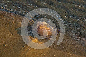 VLORA - VLORE, ALBANIA: Medusa on the beach on the beach in Vlora