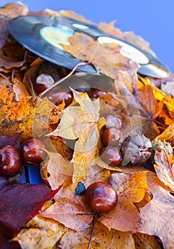 Vntage vinyl records on aged wooden background with fall autumn leaves and chestnuts