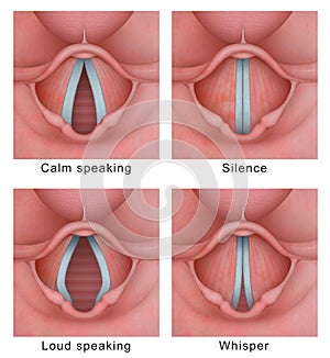 Vocal cord vocal folds vibratory cycle