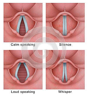 Vocal cord vocal folds vibratory cycle photo