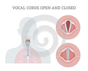 Vocal cords open and closed