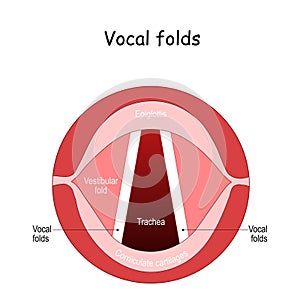 Vocal folds. The Human Voice