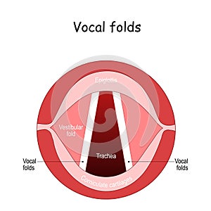 Vocal folds. The Human Voice photo