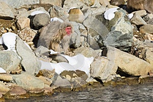 Vocal Long Haired Wild Snow Monkey on Rocks photo