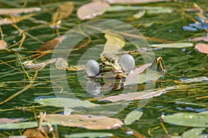 The vocal sacs of a male frog