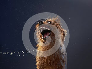 A vocal terrier dog barks animatedly, against a cool grey backdrop