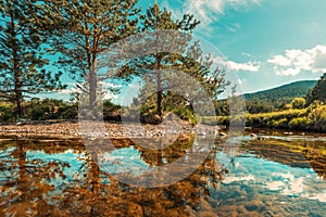 Vodice landscape with white pines and pastures, creek and untamed nature in Zlatibor region, Serbia