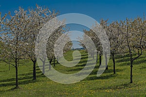 Vodnanske Svobodne Hory village in spring color day with fruit orchard