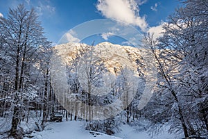 Vogel, Slovenia - Beautiful winter forest landscape at Vogel, Slovenia with sunny mountain and cle