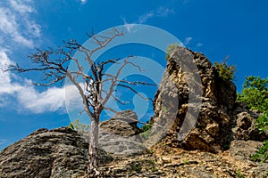 Vogelbergsteig, Dürnstein rock in Wachau valley