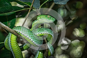 Vogeli green pit viper on a tree