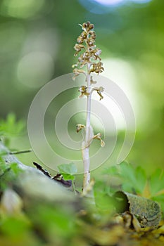 Vogelnestje, Birds Nest Orchid, Neottia nidus-avis