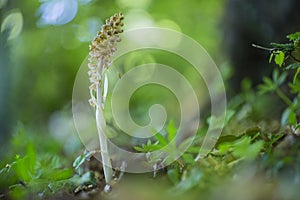 Vogelnestje, Birds Nest Orchid, Neottia nidus-avis