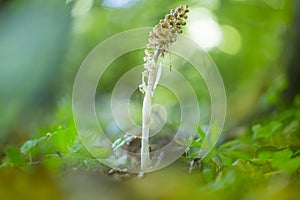 Vogelnestje, Birds Nest Orchid, Neottia nidus-avis