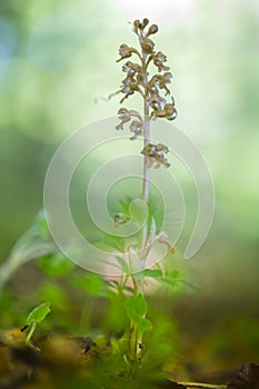 Vogelnestje, Birds Nest Orchid, Neottia nidus-avis