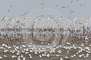 Vogels op Waddenzee, Birds at Wadden Sea