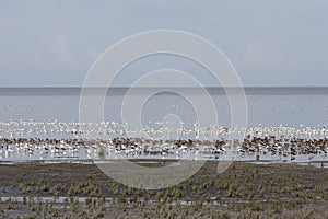 Vogels op Waddenzee, Birds at Wadden Sea