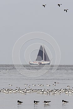 Vogels op Waddenzee, Birds at Wadden Sea