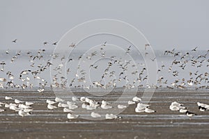 Vogels op Waddenzee, Birds at Wadden Sea