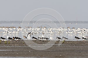 Vogels op Waddenzee, Birds at Wadden Sea