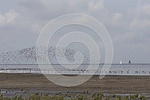 Vogels op Waddenzee, Birds at Wadden Sea