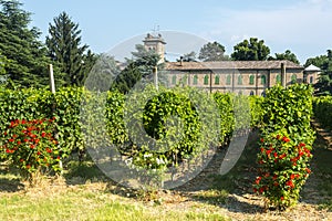 Voghera, school vith vineyard